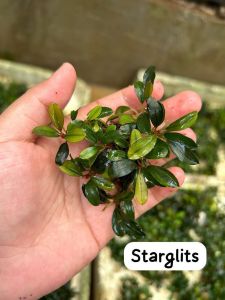 Bucephalandra star glitz 10x10 PORSİYON ÖN SİPARİŞ