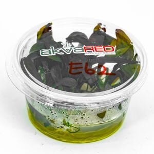 Echinodorus red diamond IN VITRO CUP