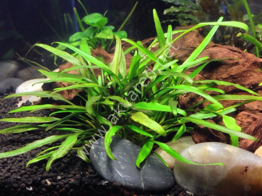 Cryptocoryne lucens EXVITRO