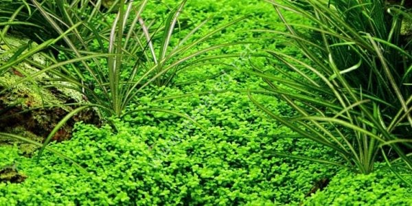 Hemianthus callitrichoides cuba IN VITRO CUP