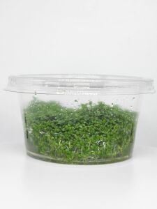 Hemianthus callitrichoides cuba IN VITRO CUP