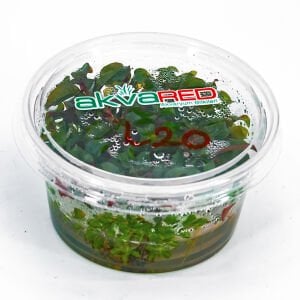 Ludwigia peruensis IN VITRO CUP