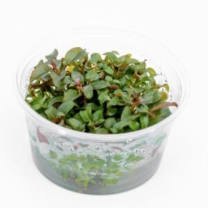 Ludwigia peruensis IN VITRO CUP