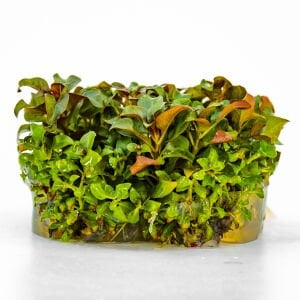 Ludwigia peruensis IN VITRO CUP