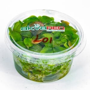 Lagenandra meeboldii red round IN VITRO CUP