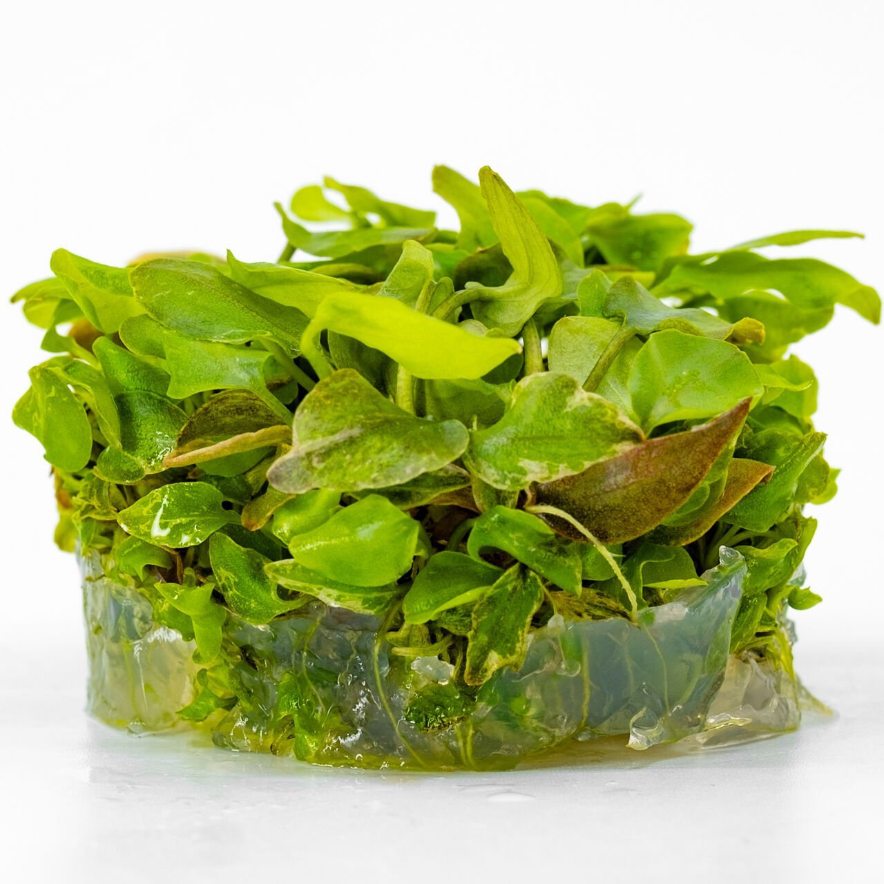 Lagenandra meeboldii red round IN VITRO CUP