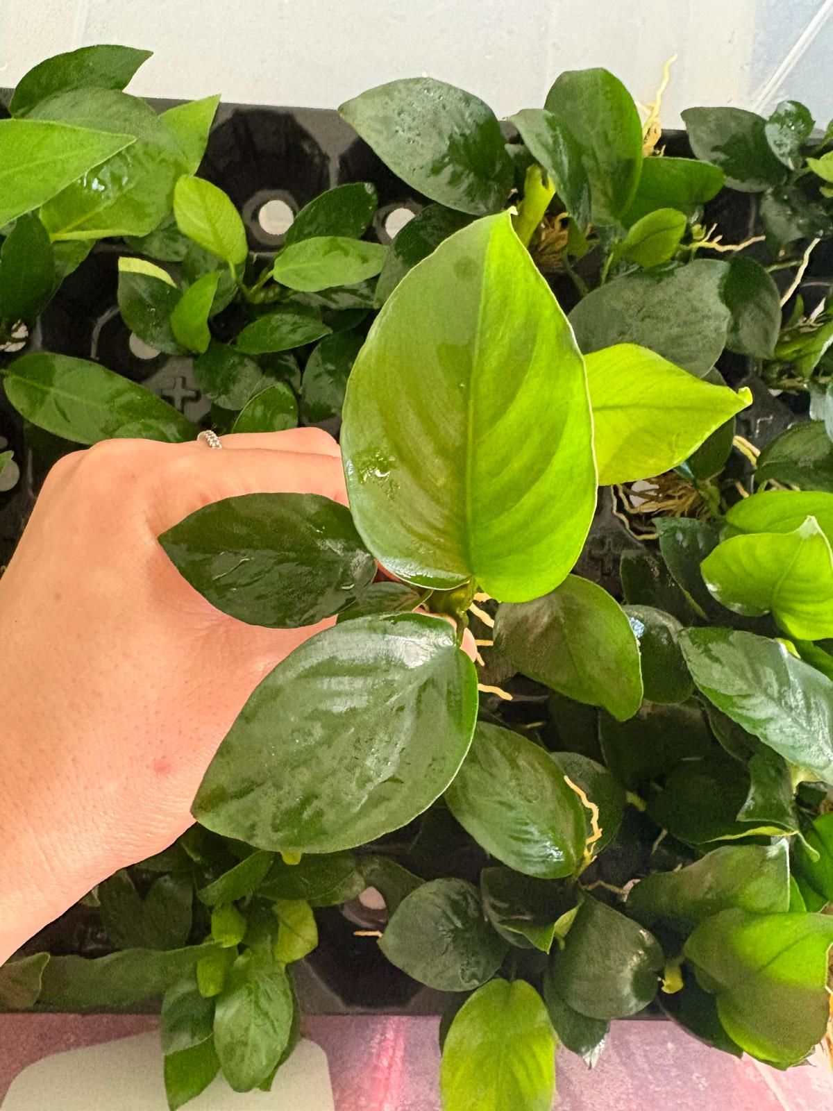 Anubias barteri var nana (diamond) ADET İTHAL