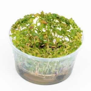 Ludwigia guniea IN VITRO CUP