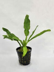 Echinodorus martii (major) SAKSI