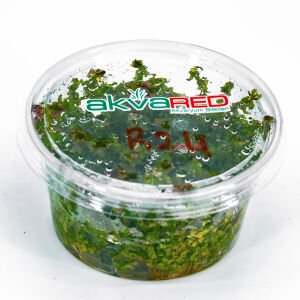 Rotala pearl IN VITRO CUP