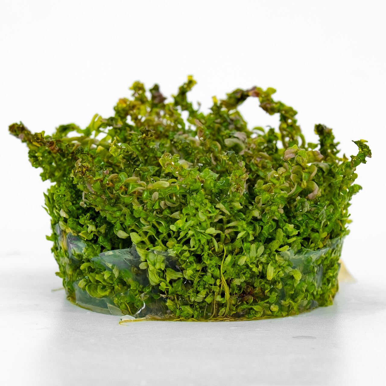 Rotala pearl IN VITRO CUP