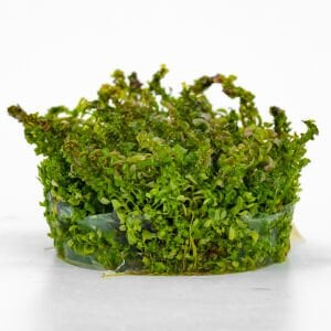Rotala pearl IN VITRO CUP