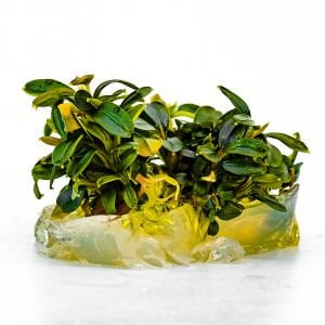 Bucephalandra brownie phoenix IN VITRO CUP