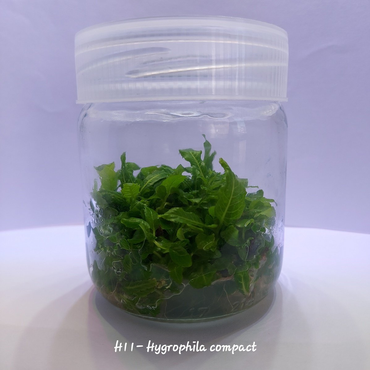 Hygrophila compact IN VITRO JAR (KAVANOZ)
