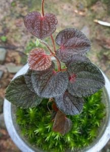 Piper timika ADET ÖN SİPARİŞ