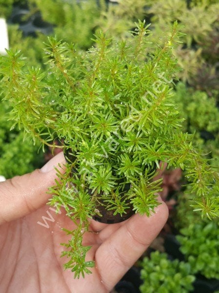 Didiplis diandra İTHAL BUKET