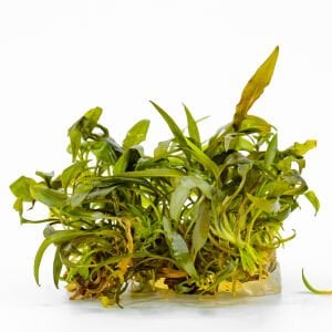 Cryptocoryne affinis IN VITRO CUP