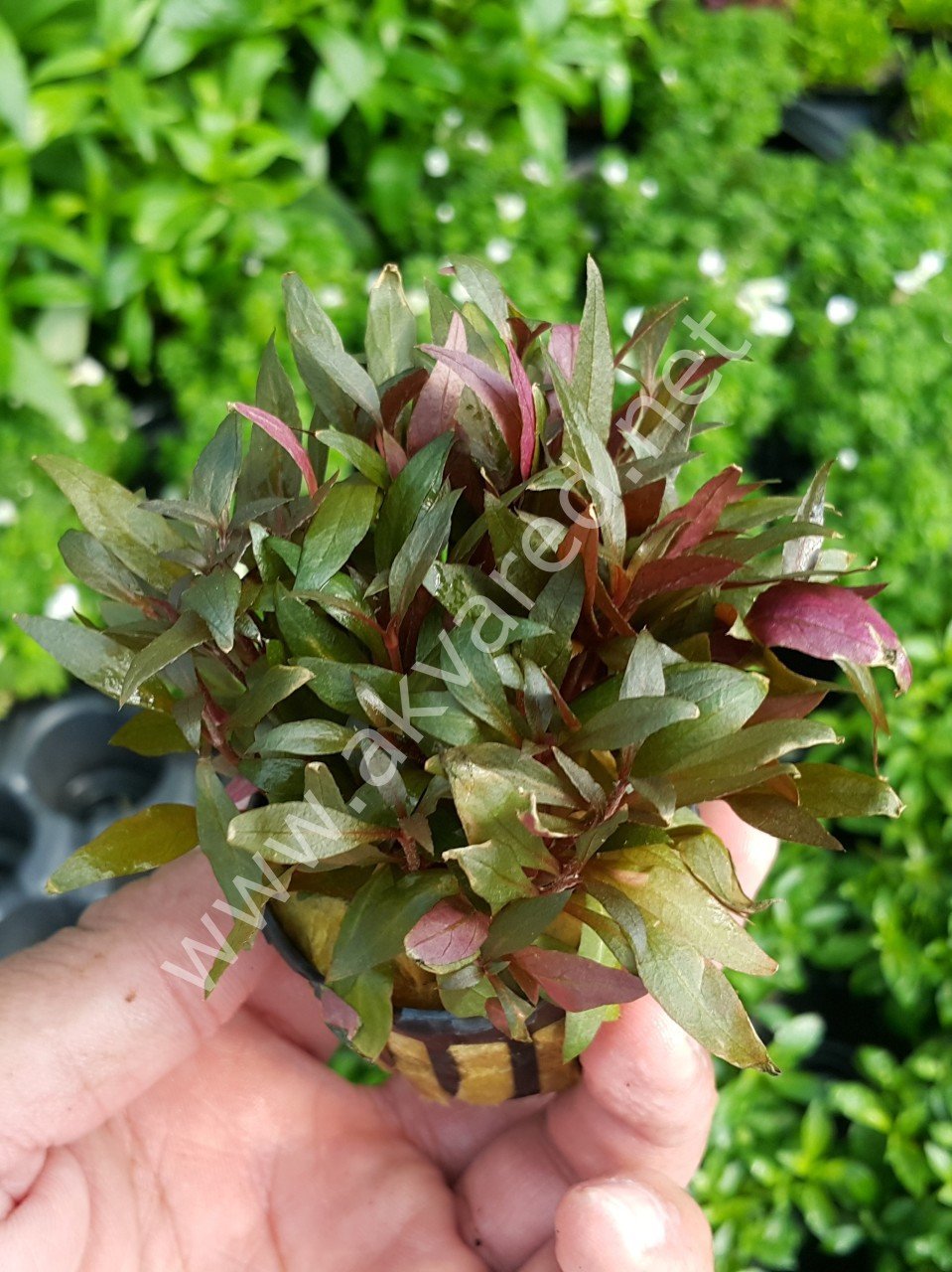 Alternanthera reineckii mini İTHAL BUKET ÖN SİPARİŞ