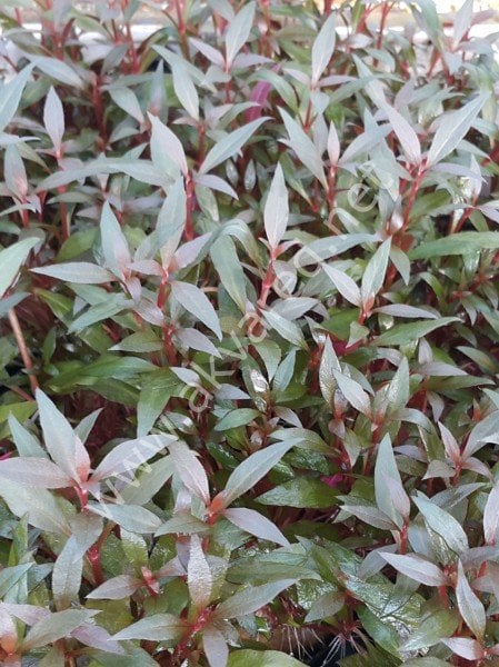 Alternanthera reineckii mini İTHAL BUKET ÖN SİPARİŞ