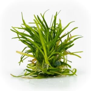 Echinodorus tenellus EXVITRO