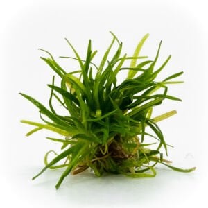 Echinodorus tenellus EXVITRO