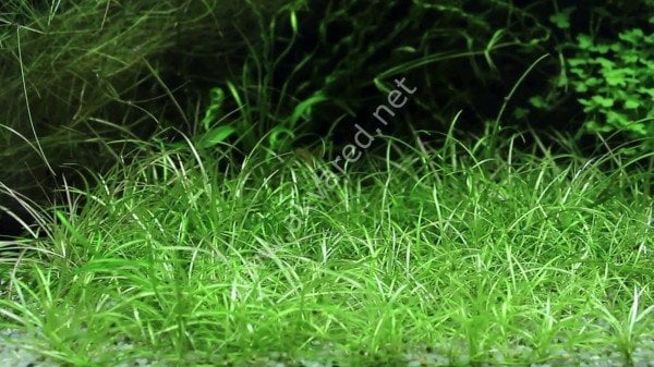 Echinodorus tenellus EXVITRO