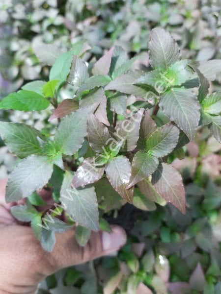 Hygrophila compact İTHAL BUKET ÖN SİPARİŞ