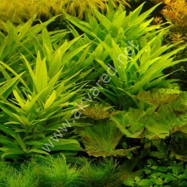 Hygrophila lacustris İTHAL BUKET ÖN SİPARİŞ
