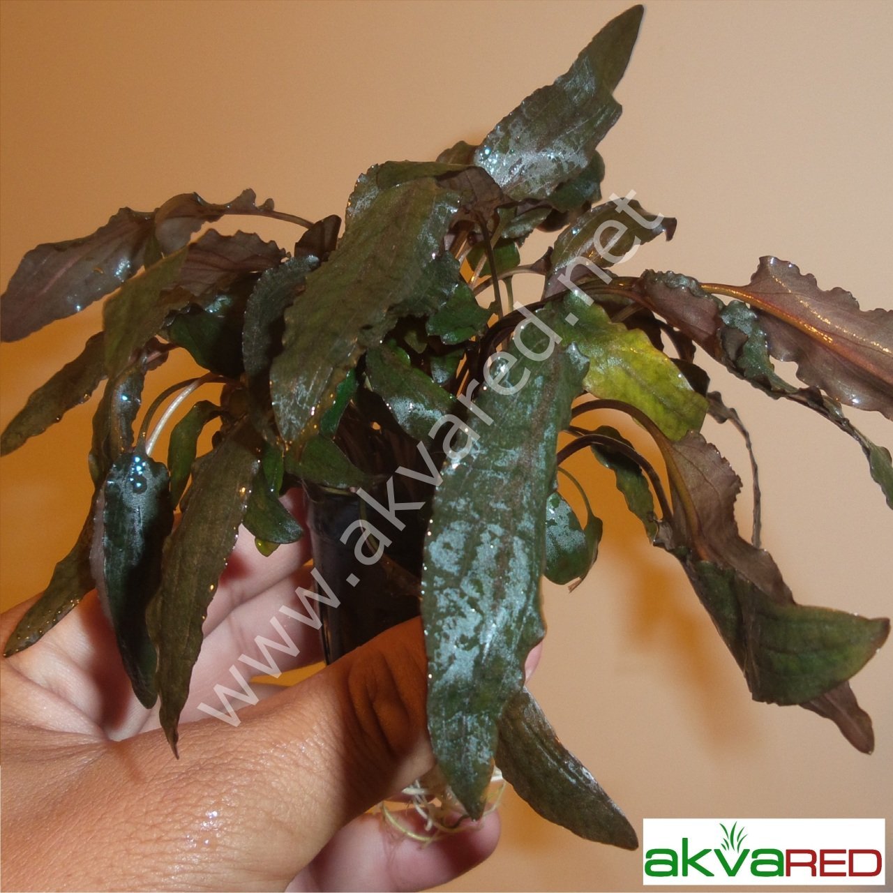 Cryptocoryne wendtii brown İTHAL BUKET