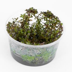 Rotala colorata IN VITRO CUP