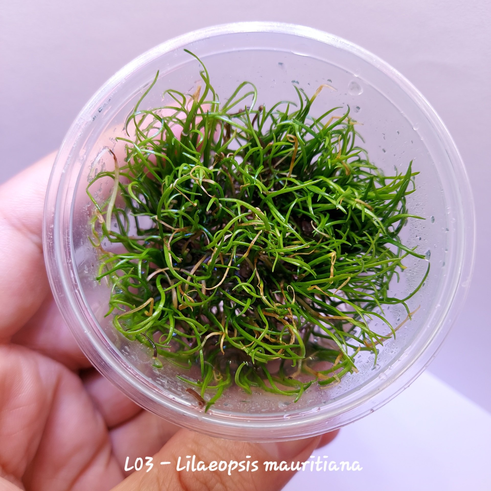 Lilaeopsis mauritiana IN VITRO CUP