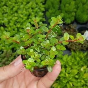 Rotala rotundifolia red Premium POT