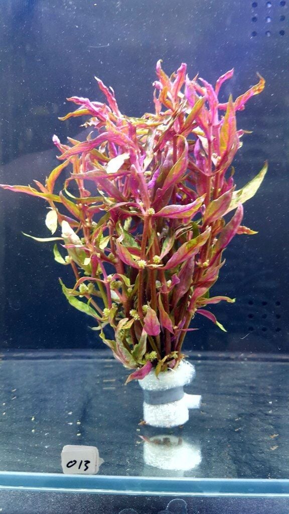 Alternanthera reineckii variegated BUKET