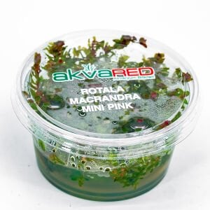 Rotala macrandra mini pink IN VITRO CUP