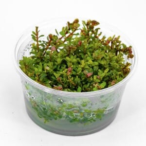 Rotala macrandra mini pink IN VITRO CUP