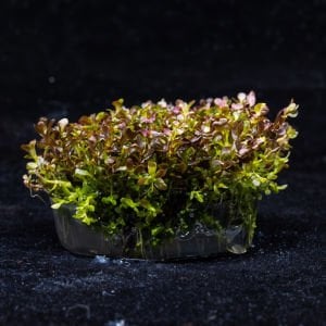 Rotala macrandra mini pink IN VITRO CUP