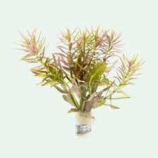 Limnophila aromatica İTHAL BUKET