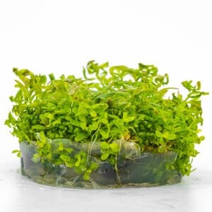 Rotala indica red IN VITRO CUP