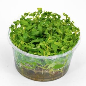 Hygrophila rosanervis IN VITRO CUP