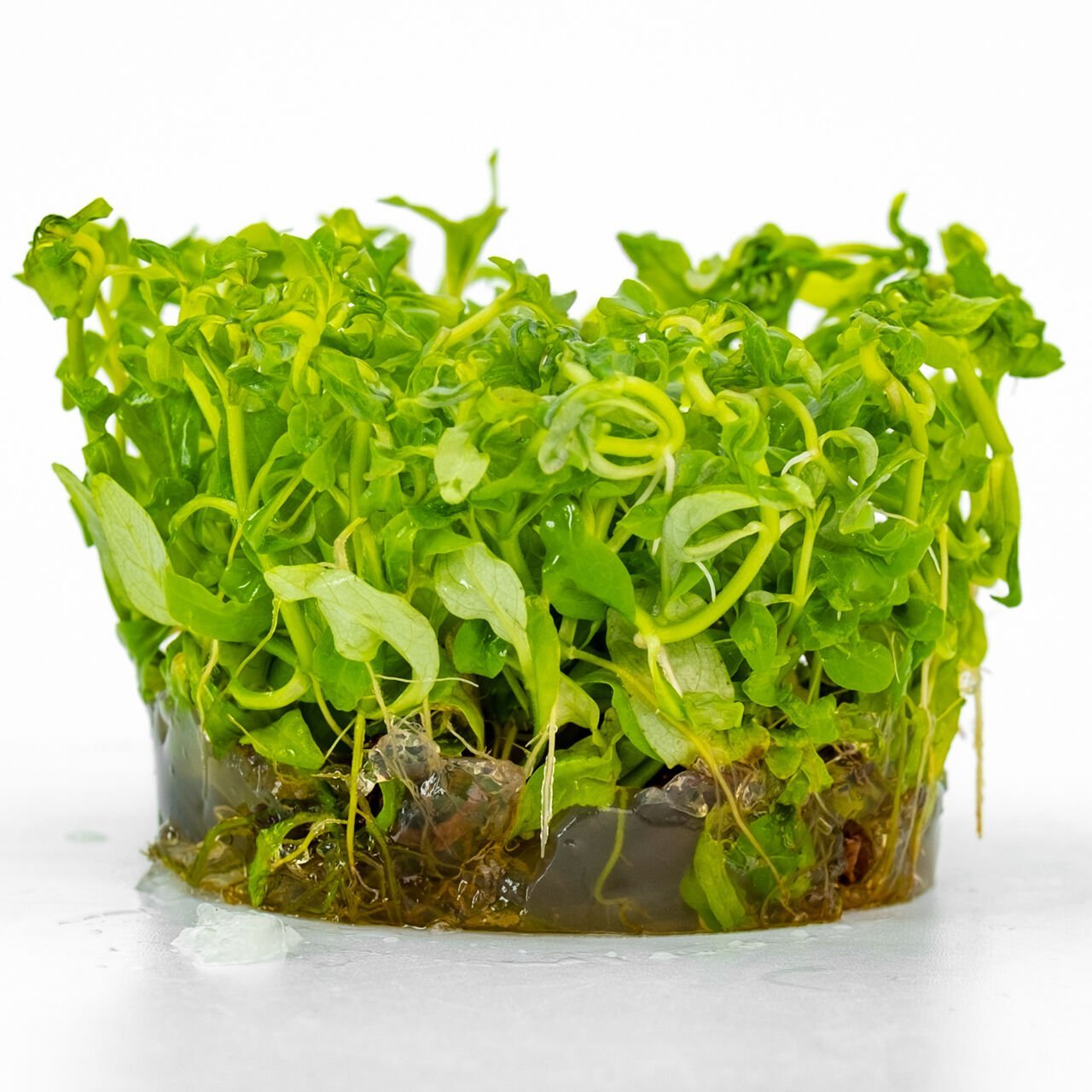 Hygrophila rosanervis IN VITRO CUP