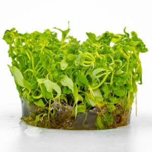 Hygrophila rosanervis IN VITRO CUP