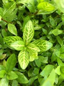Hygrophila rosanervis IN VITRO CUP