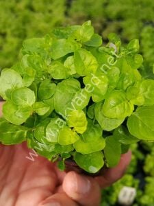 Cardamine lyrata  Premium POT