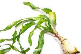 Crinum thaianum (Soğan) ADET