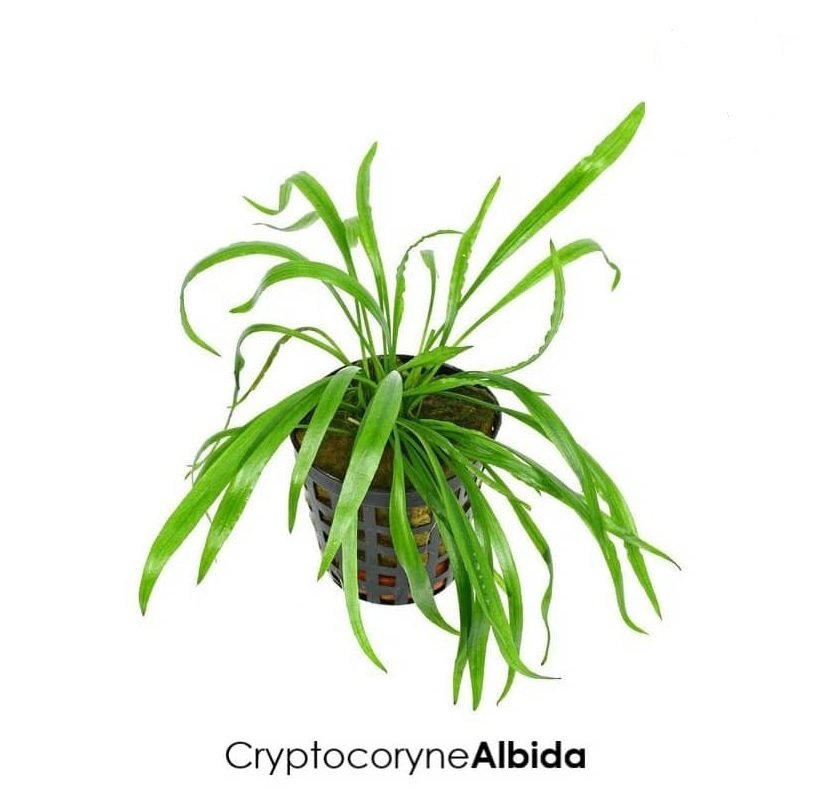Cryptocoryne albida brown İTHAL BUKET