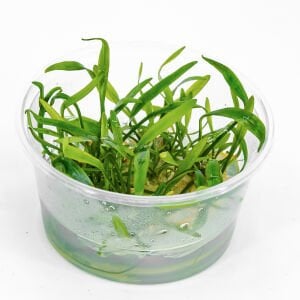 Cryptocoryne lucens IN VITRO CUP