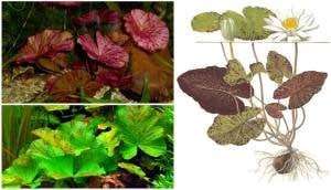 Nymphaea zenkeri red / Nilüfer (Yumru) ADET