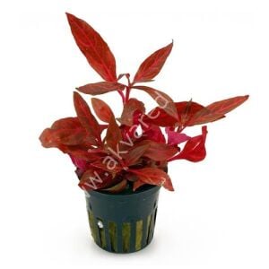 Alternanthera rosanervig Premium POT