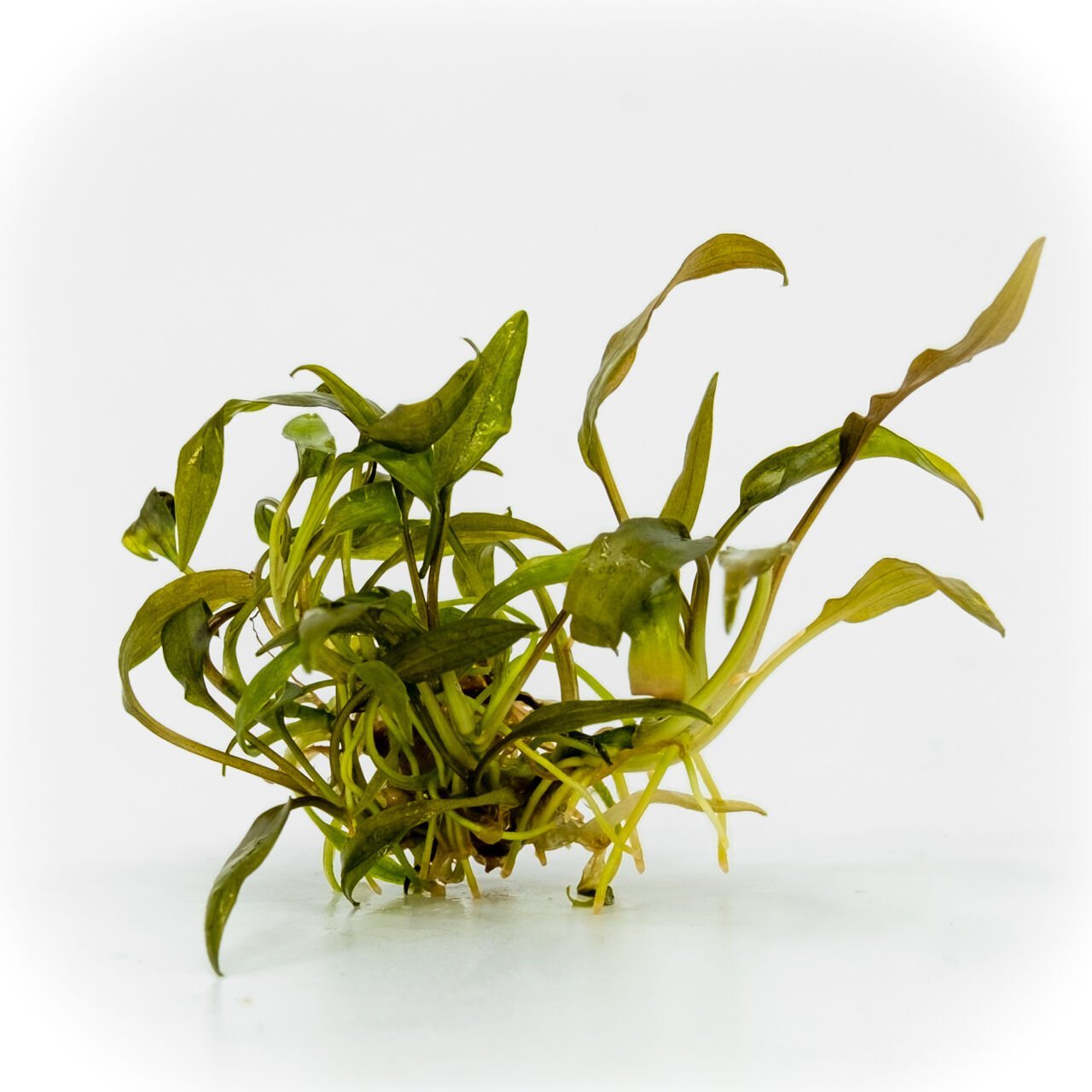 Cryptocoryne affinis EXVITRO