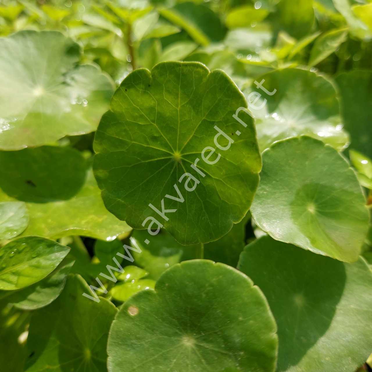 Hydrocotyle verticillata ADET